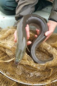 Eels being handled by a biologist